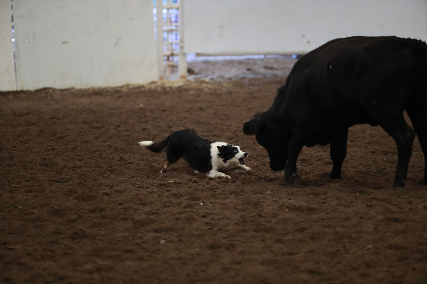 082819_StateFair0018_bjs.jpg
